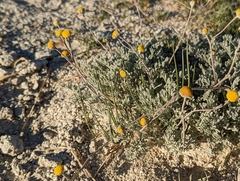Artemisia potentilloides