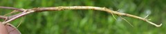 Ammoselinum popei