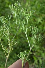 Ammoselinum popei
