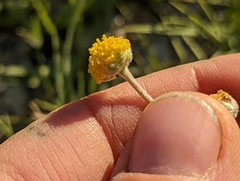 Artemisia potentilloides