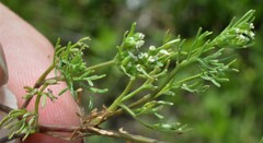 Ammoselinum popei