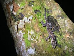 Cyrtodactylus consobrinus