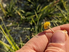Artemisia potentilloides