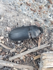 Harpalus caliginosus