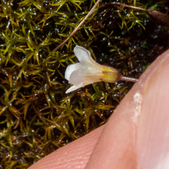 Romanzoffia thompsonii