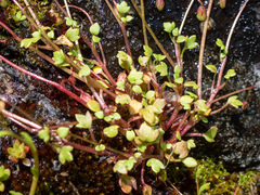 Romanzoffia thompsonii