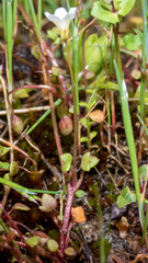 Romanzoffia thompsonii