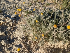 Artemisia potentilloides