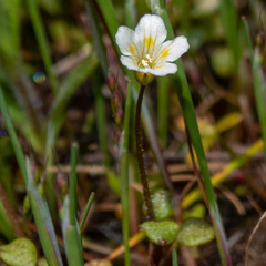 Romanzoffia thompsonii