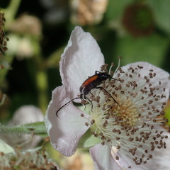 Stenurella melanura