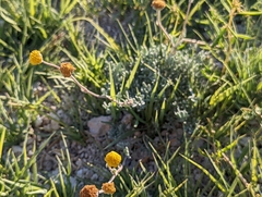 Artemisia potentilloides