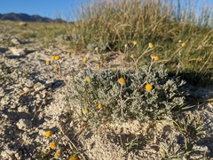 Artemisia potentilloides