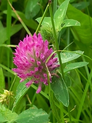Trifolium pratense