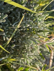 Artemisia potentilloides