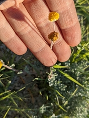 Artemisia potentilloides