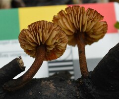 Heimiomyces atrofulvus