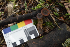 Heimiomyces atrofulvus