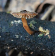Heimiomyces atrofulvus