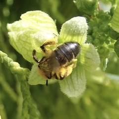 Andrena bicolor