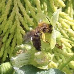 Andrena bicolor