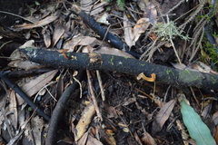 Heimiomyces atrofulvus