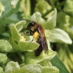 Andrena bicolor