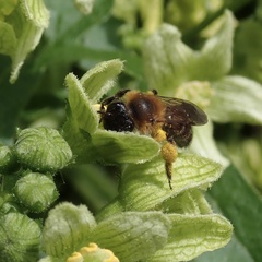 Andrena bicolor