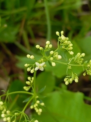 Galium mollugo