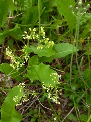 Galium mollugo
