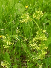 Galium mollugo