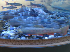 Arctic Charr photo 6