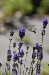 Macroglossum stellatarum