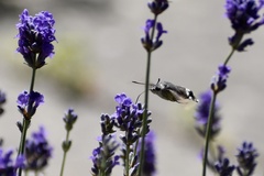 Macroglossum stellatarum