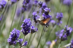 Macroglossum stellatarum