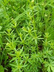 Galium mollugo