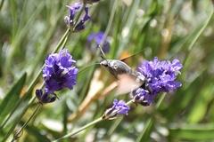Macroglossum stellatarum