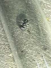 Camponotus ulcerosus