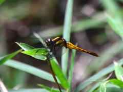 Orthetrum triangulare