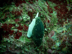 Atrimitra idae