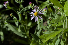 Symphyotrichum greatae
