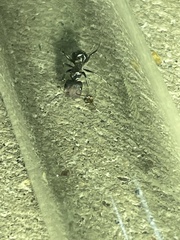 Camponotus ulcerosus