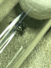 Camponotus ulcerosus