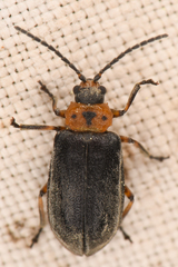 Tricholochmaea punctipennis