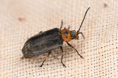Tricholochmaea punctipennis