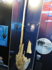Monodon monoceros