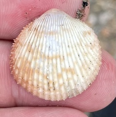 Dallocardia senticosa
