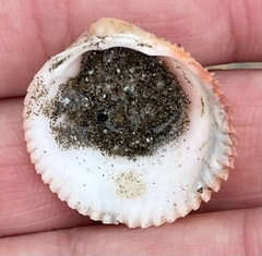 Dallocardia senticosa