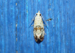 Neocochylis hybridella