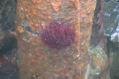 Strongylocentrotidae