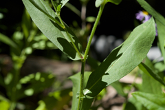 Symphyotrichum greatae